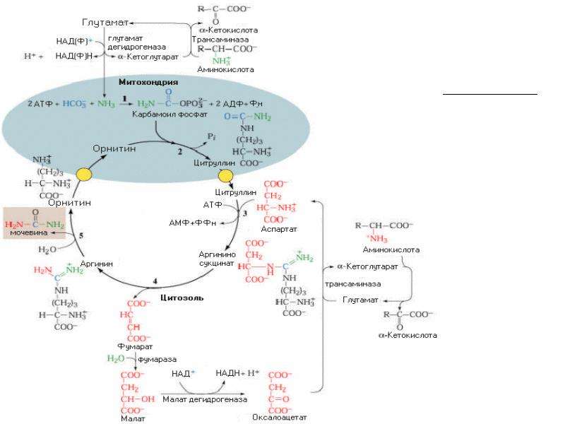 Схема обмена аминокислот