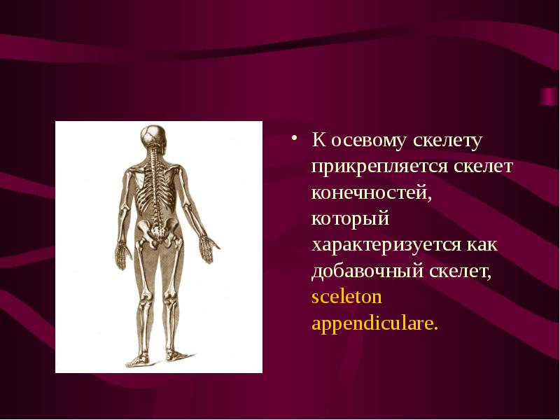 Скелет презентации проекта