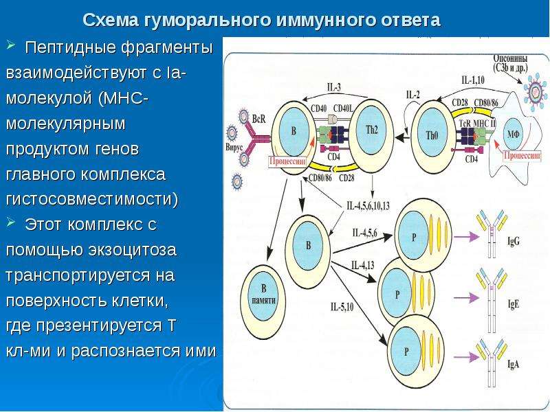 Схема гуморального иммунного ответа