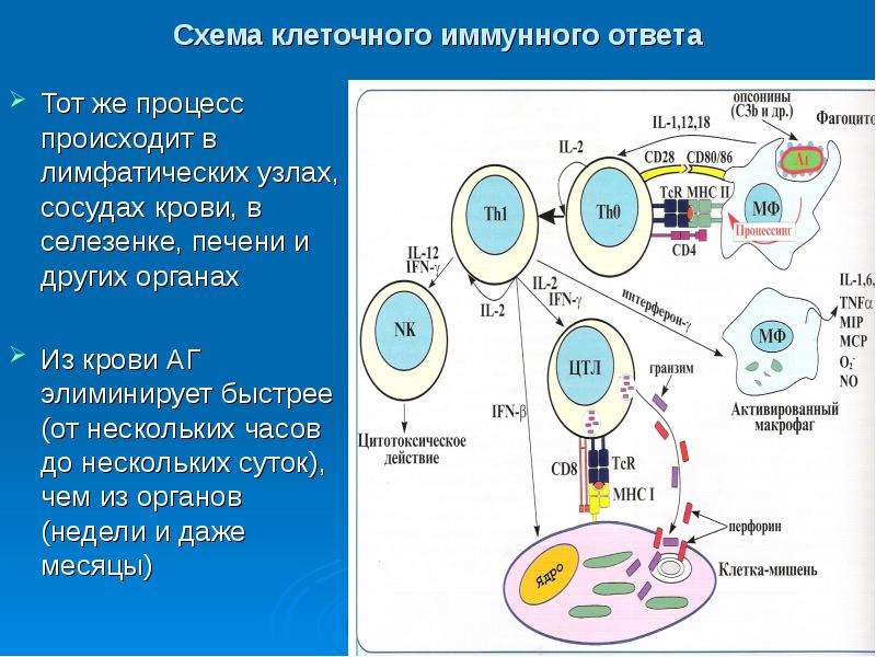 Виды иммунного ответа схема