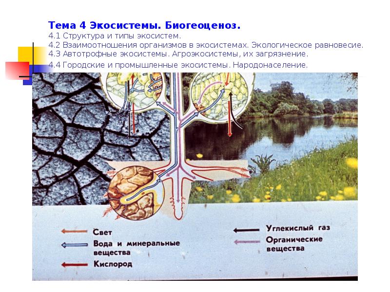 Биогеоценоз 6 класс биология презентация