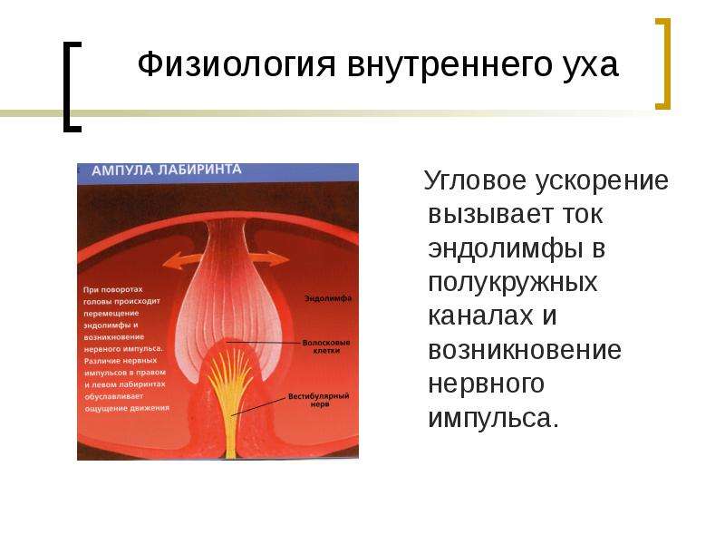 Презентация вестибулярный анализатор физиология