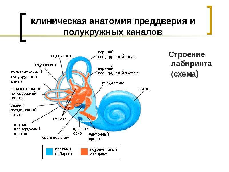 Схема строения вестибулярного аппарата