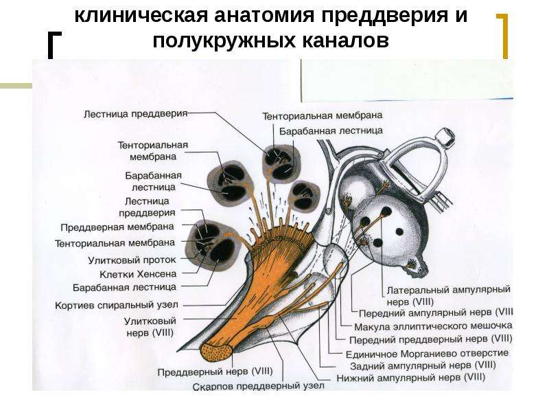 Презентация вестибулярный анализатор физиология