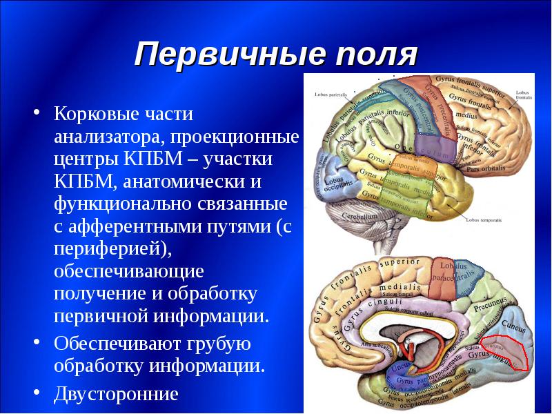 Высшие корковые функции презентация