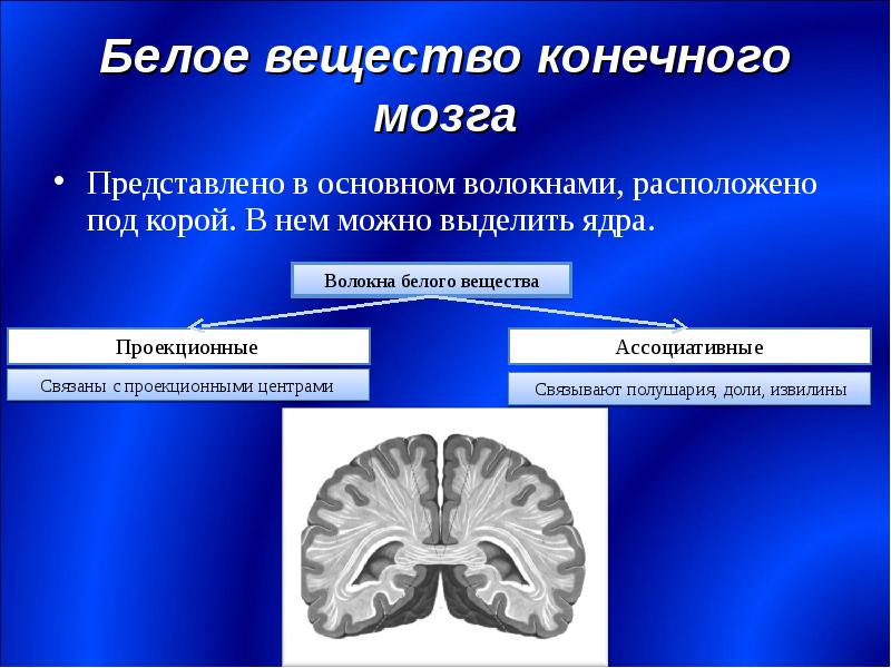 Общая схема локализации белого и серого вещества головного мозга