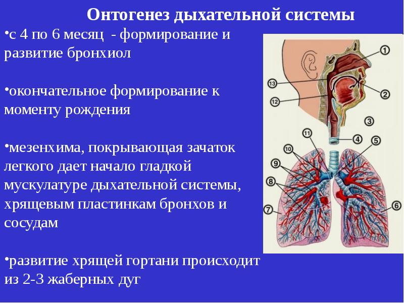 Эмбриогенез дыхательной системы презентация