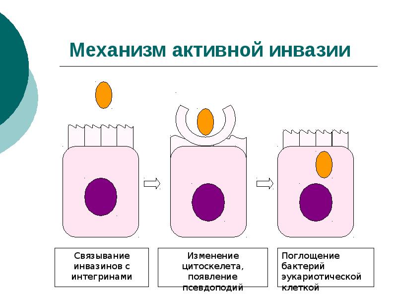 Активный механизм. Инвазия бактерий. Схема инвазии бактерии. Механизмы инвазии. Инвазия в микробиологии рисунок.