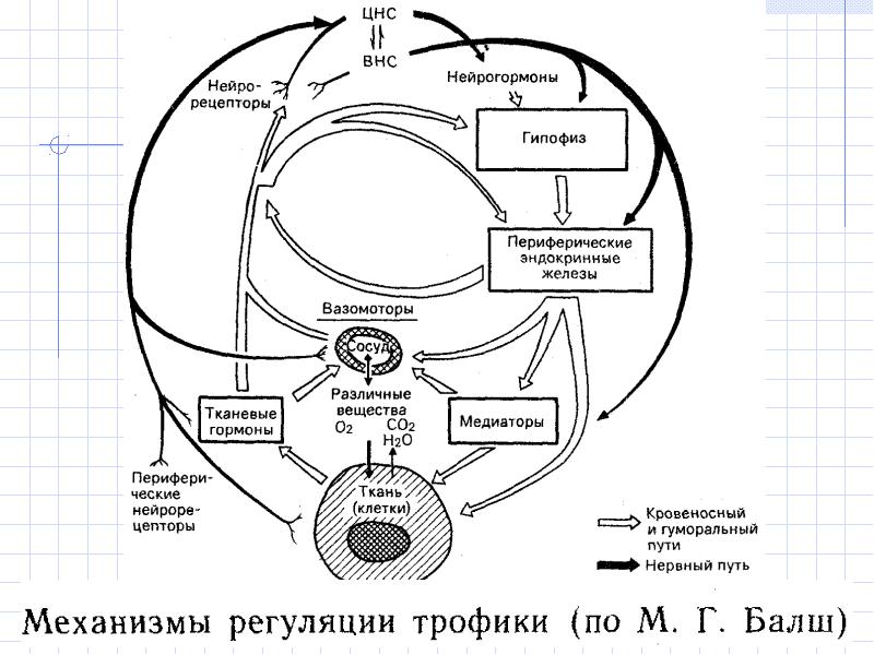 Заполнить блок схему дистрофия