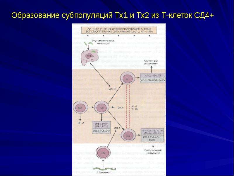 Количество т клеток. Т клетки СД. Тх2 иммунология. Клетки тх2. Иммунные клетки сд4.