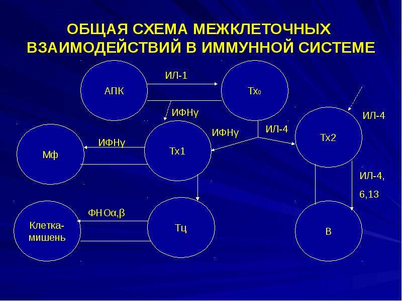 Схема межклеточной кооперации