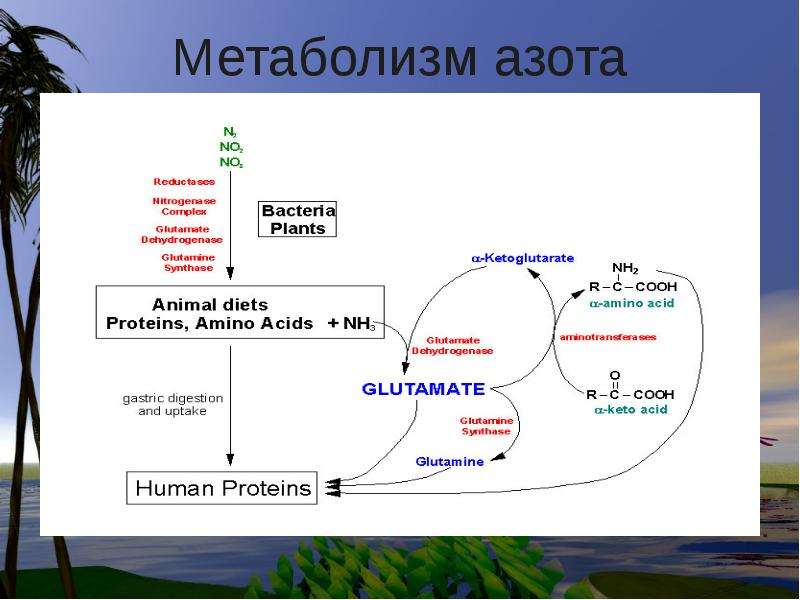 Азотистый обмен веществ