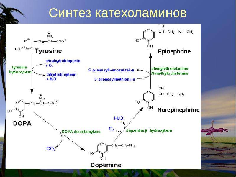 Схема синтеза катехоламинов