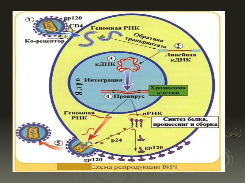 Схема репродукции вируса иммунодефицита человека вич