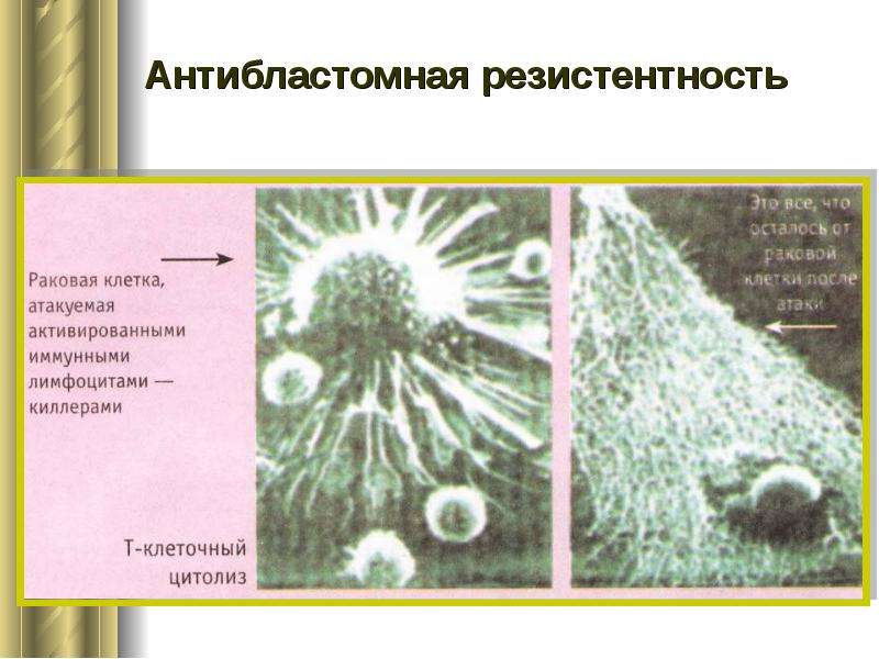 Химический канцерогенез презентация