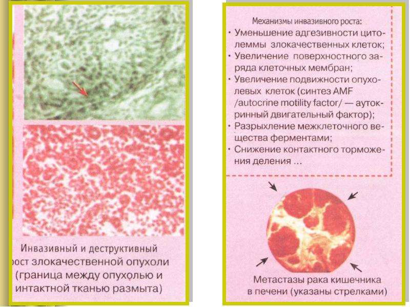 Химический канцерогенез презентация