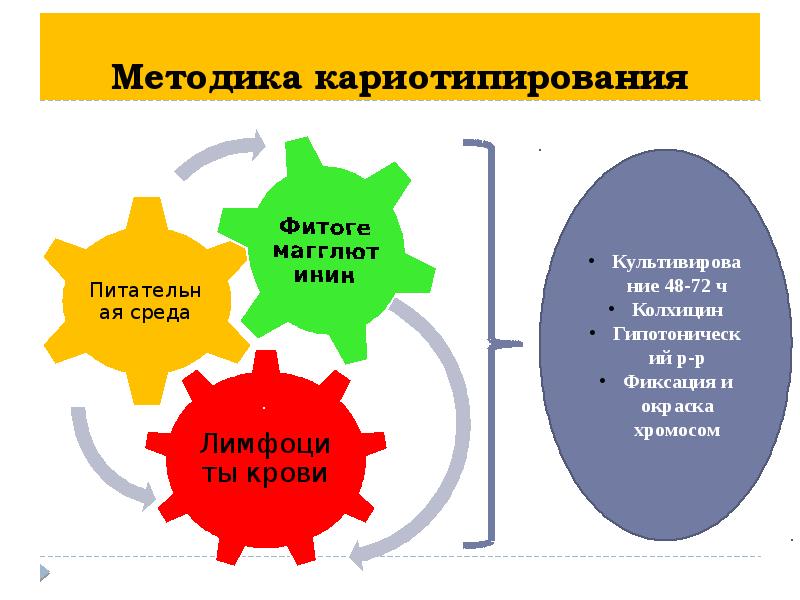 Генетика человека презентация