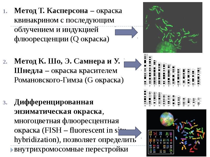 Презентация методы генетики человека 10 класс профильный уровень