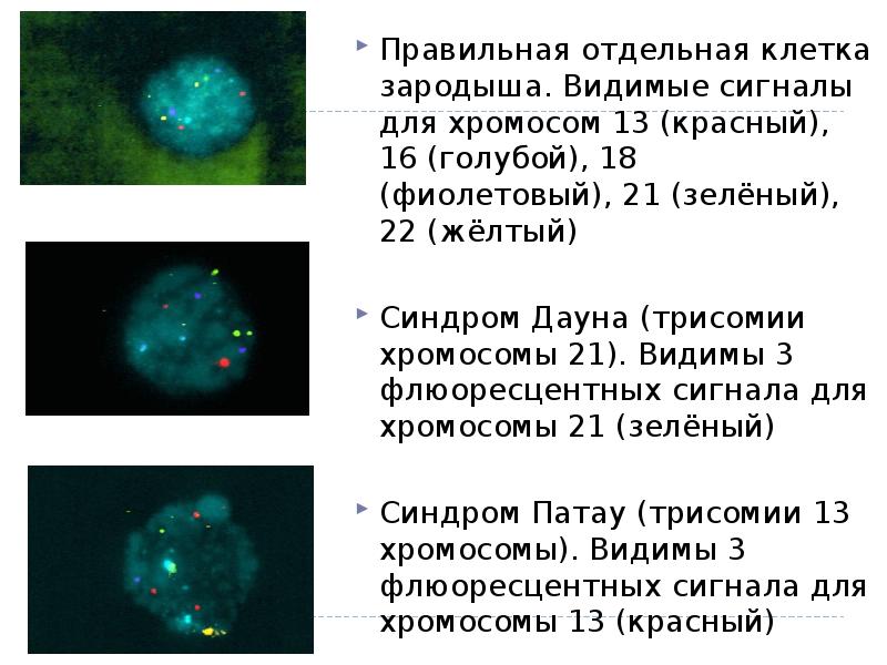 В зародыше видят. Клетка генетика коротко. Какого цвета хромосомы под флюоресцентным светом. Хромосомы в флюоресцентном ми. 16 Клеточный зародыш.