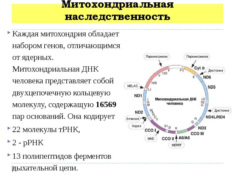 Организация и эволюция ядерного генома презентация