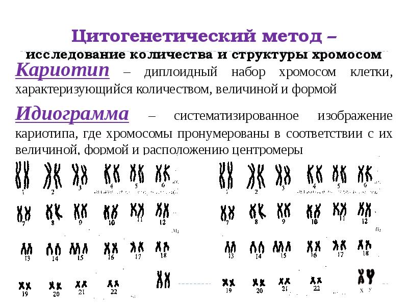 Методы исследования генетики человека презентация 10 класс