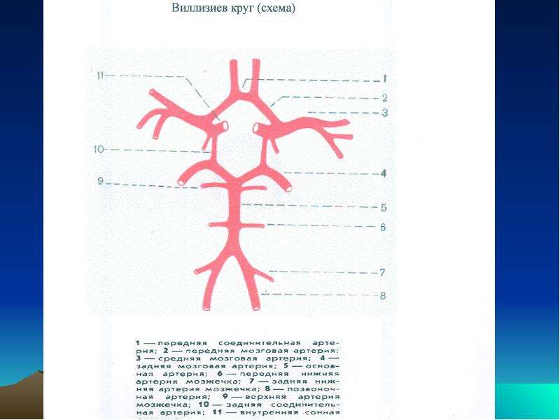 Развитие виллизиева круга. Артерии головного мозга Виллизиев круг. Виллизиев круг схема. Артериальный круг большого мозга Виллизиев круг. Артериальный круг большого мозга схема.