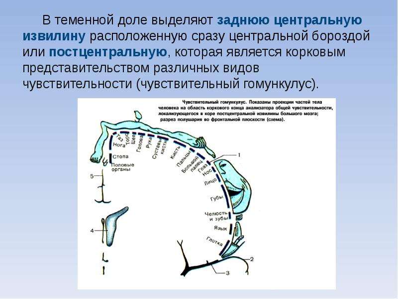 Центральный речевой аппарат презентация