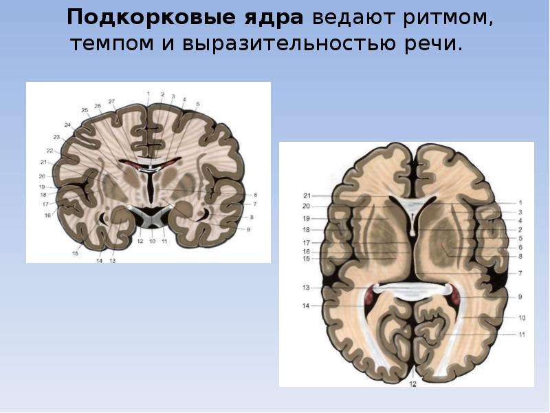 Центральный речевой аппарат картинки