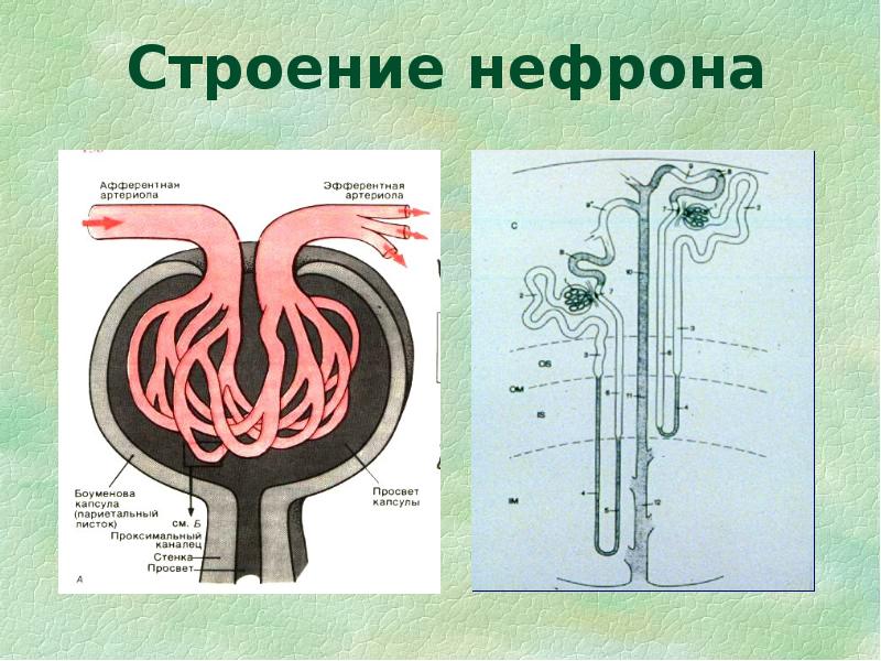 Рисунок почечной капсулы