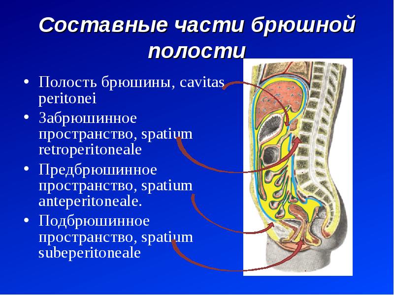 Органы забрюшинного пространства. Задний листок париетальной брюшины. Брюшная полость париетальная брюшина. Брюшина и забрюшинное пространство. Брюшина анатомия.