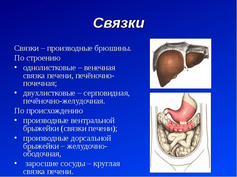 Связки являются