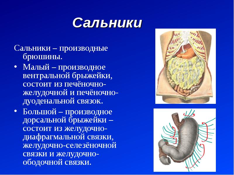 Связки сальника. Брюшина связки брыжейки сальники. Малый сальник анатомия связки. Малый сальник образуют анатомические структуры.