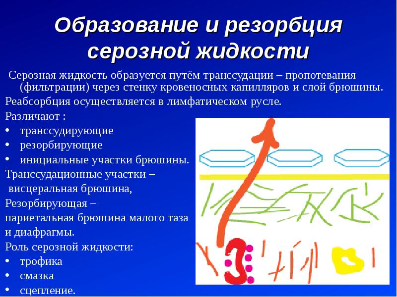 Жидкость после операции. Образование серозной жидкости. Серозная жидкость брюшины. Образование и резорбция серозной жидкости.