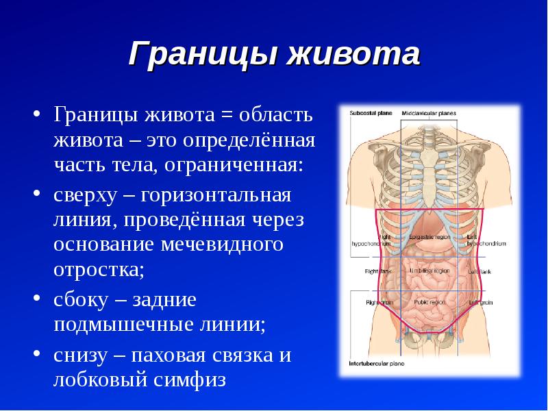 9 областей живота. Отделы брюшной полости анатомия. Линии и области живота анатомия. Анатомические области брюшной полости. Внешние ориентиры живота.