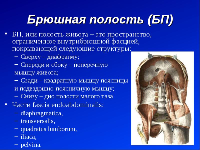 Полый полость. Внутрибрюшная фасция. Фасции брюшной полости. Полость живота брюшная полость полость брюшины.