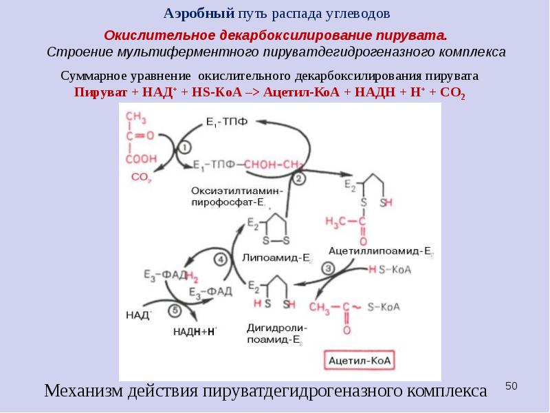 Окислительное декарбоксилирование пирувата схема