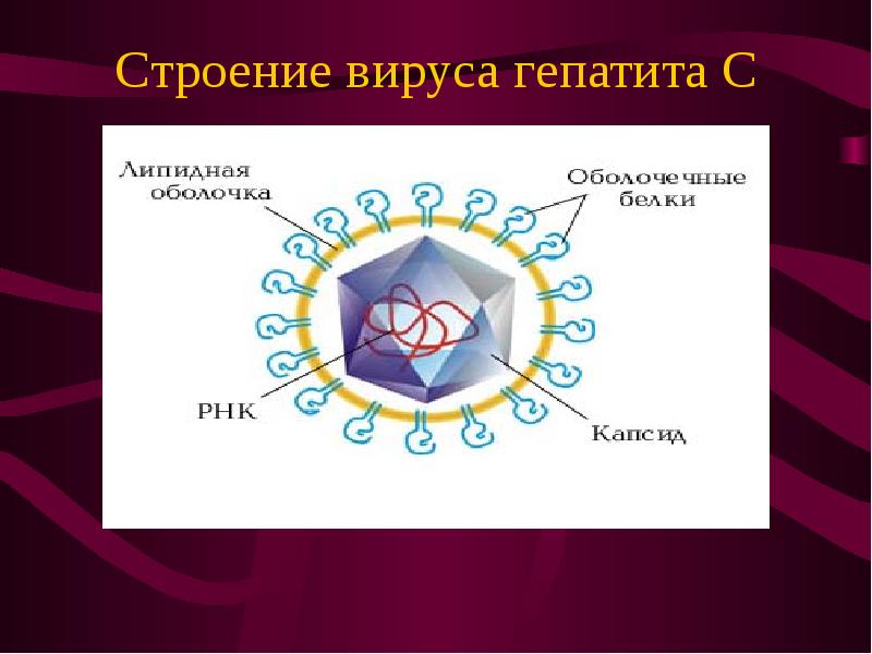 Презентация на тему гепатит