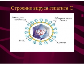 Строение вируса гепатита С