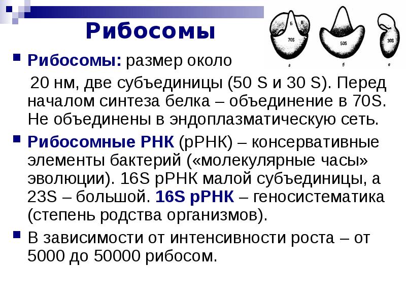 Рибосомы отличия. 30s и 50s субъединицы рибосом. 70s рибосомы. 30 S 50 S субъединицы бактериальных рибосом. Субъединицы рибосомы s.