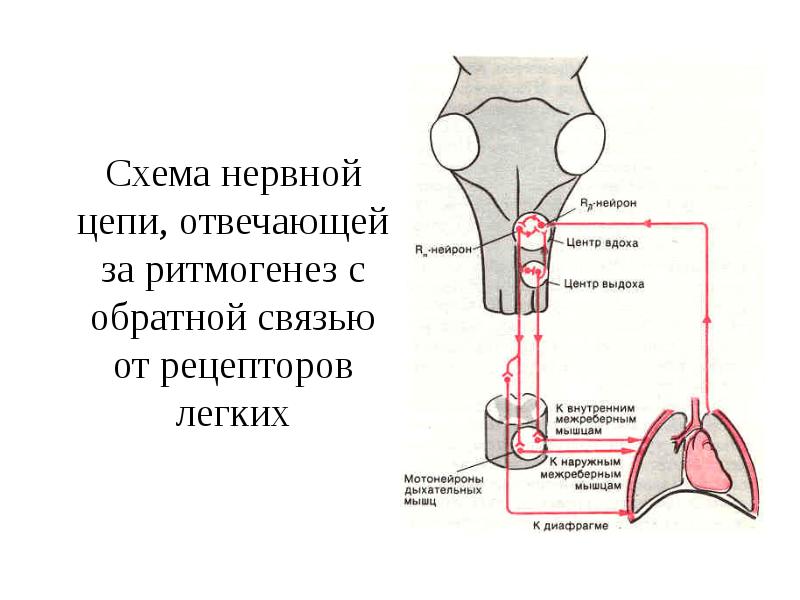 Схема нервной цепи