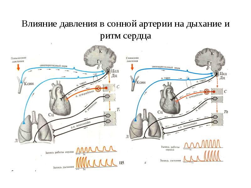 Регуляция ритма сердца