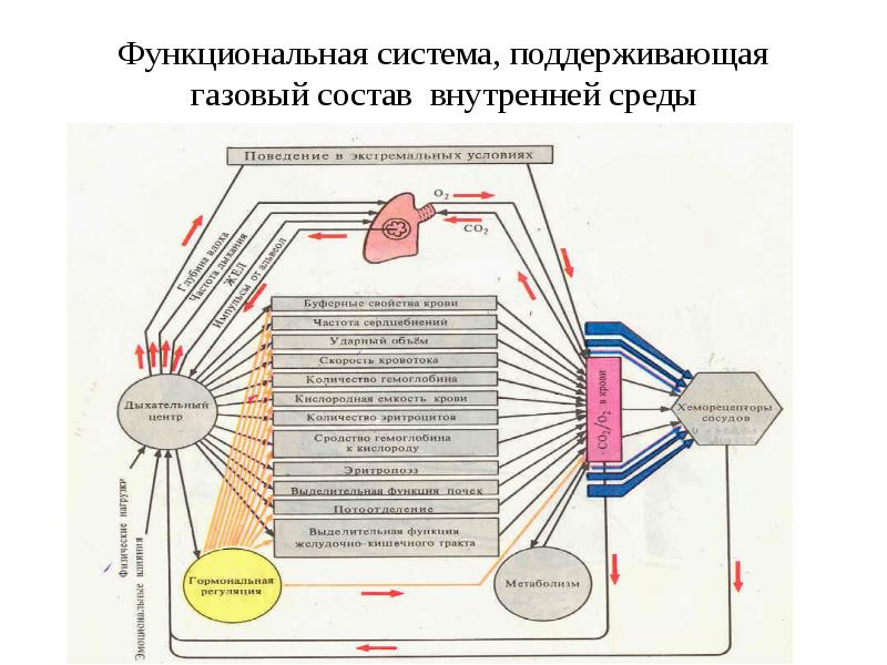 Обеспечивающей функциональной система. Функциональная система регуляции минутного объема крови. Схема функциональная система поддерживающая газовый состав крови. Функциональная система регуляции газового состава крови. Схема функциональной системы физиология.