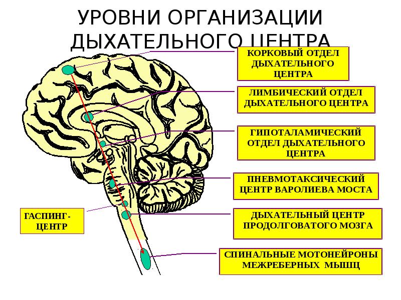 Обозначьте на рисунке и назовите часть мозга контролирующую частоту сердечных сокращений и дыхание