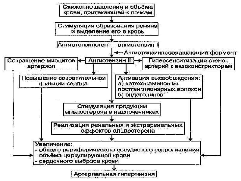 Роль изменения состояния сосудистой стенки в патогенезе артериальной гипертензии