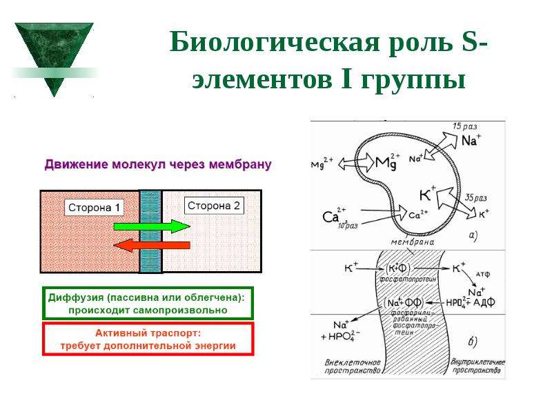 Биологическое значение химических элементов презентация