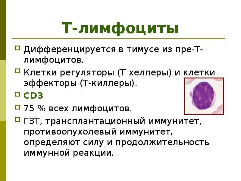 Лимфоциты какой иммунитет. 0 Лимфоциты функции. Функции т4 лимфоцитов. T И B лимфоциты. Т лимфоциты хелперы функции.