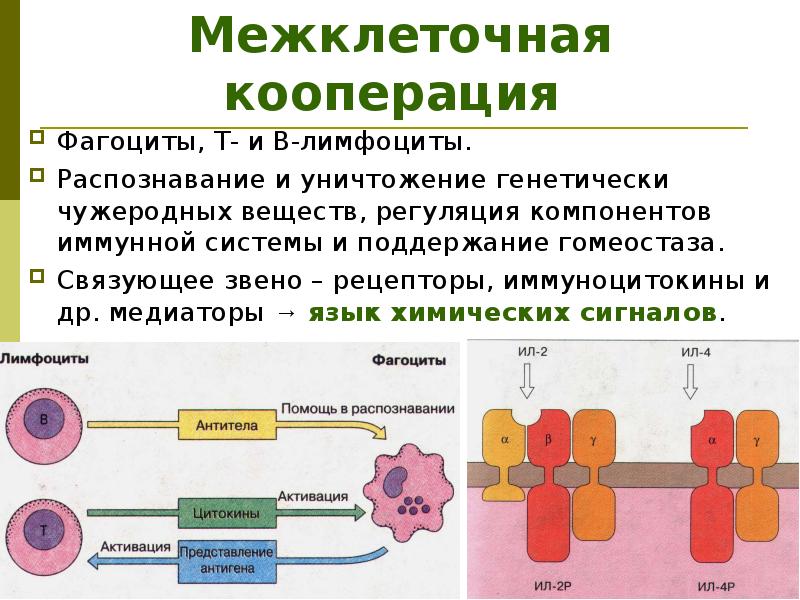 Фагоциты и лимфоциты