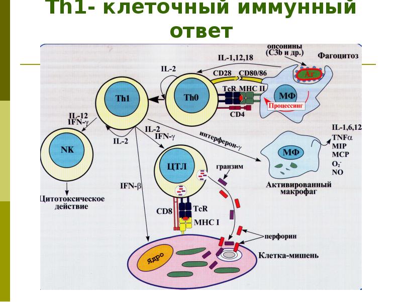 Как выглядит иммунная система человека фото