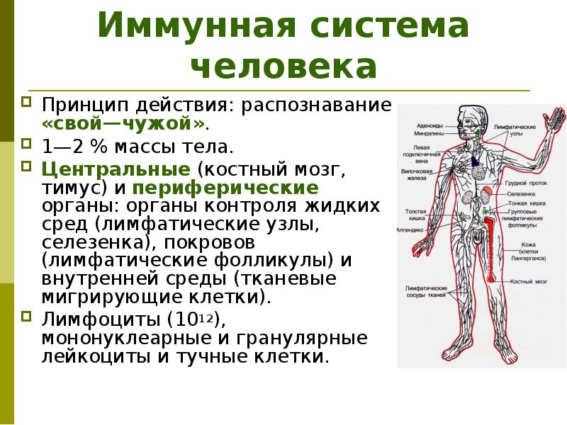 Лимфа включает. Иммунная система организма человека и ее функции. Какие органы относят к иммунной системе человека. Схема иммунной системы организма человека биология 8 класс. Строение и функции органов иммунной системы.