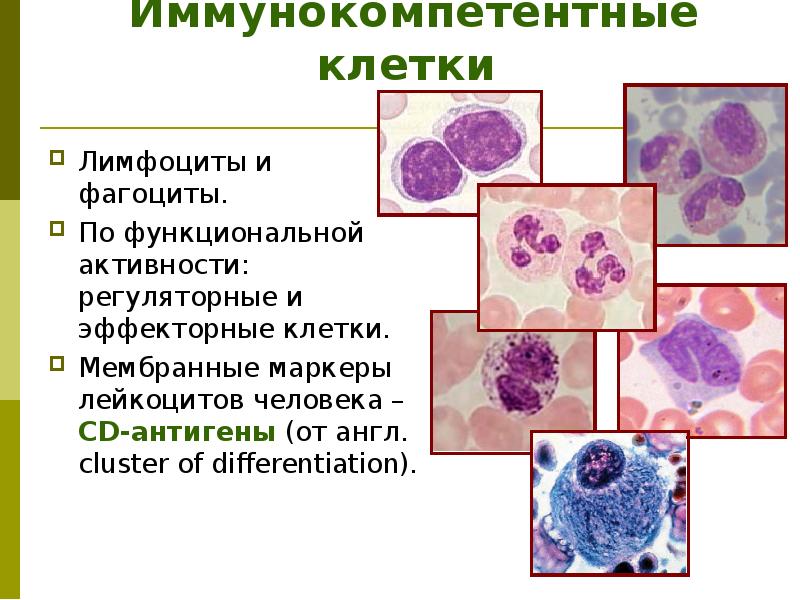 Иммунокомпетентные клетки презентация